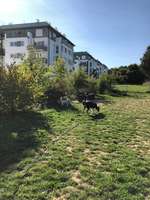 Hundeauslaufgebiet-Brixenpark (frühere Nibelungenkaserne)-Bild