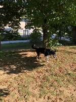 Hundeauslaufgebiet-Brixenpark (frühere Nibelungenkaserne)-Bild