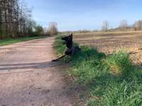 Hundeauslaufgebiet-Umkircher Straße Wiese & Feldwege-Bild
