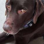 Eicheln-Beitrag-Bild