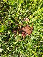 Blutiger Kot/Schluckauf-Beitrag-Bild