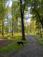 Hundeauslaufgebiet-Leutewitzer Park-Bild