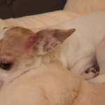 Starker Juckreiz - Bitte dringend um eure Hilfe-Beitrag-Bild