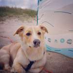 Hündin hat Problem mit Männern.-Beitrag-Bild