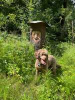 Hundeauslaufgebiet-Obergriesbach Sulzbach-Bild