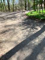 Hundeauslaufgebiet-Obergriesbach Sulzbach-Bild