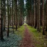 Hundeauslaufgebiet-Holle Sand-Bild