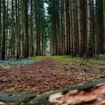 Hundeauslaufgebiet-Holle Sand-Bild