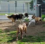 Hundeauslaufgebiet-Hundewiese Wallersheim-Bild
