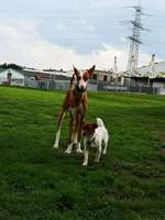 Hundeauslaufgebiet-Hundewiese Wallersheim-Bild