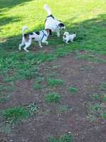 Hundeauslaufgebiet-Hundewiese Wallersheim-Bild