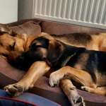 Ersteller:in Silke Profilbild