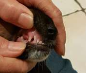 Welpe mit Vorbiss-Beitrag-Bild