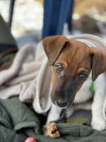 Hundebox Training-Beitrag-Bild