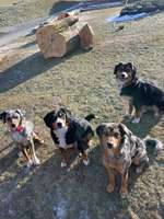 14 Monate alte Hündin verliert 1kg!-Beitrag-Bild