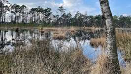 Hundeauslaufgebiet-Pietzmoor Wanderweg in der Lüneburger  Heide-Bild