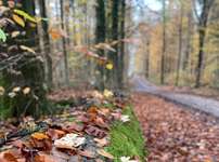 Hundeauslaufgebiet-Klecker Wald (-Stück)-Bild