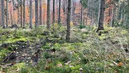 Hundeauslaufgebiet-Klecker Wald (-Stück)-Bild