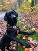 Hundeauslaufgebiet-Klecker Wald (-Stück)-Bild