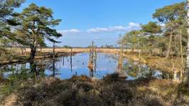 Hundeauslaufgebiet-Pietzmoor Wanderweg in der Lüneburger  Heide-Bild