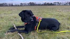 Hundeauslaufgebiet-Pietzmoor Wanderweg in der Lüneburger  Heide-Bild