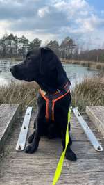 Hundeauslaufgebiet-Pietzmoor Wanderweg in der Lüneburger  Heide-Bild