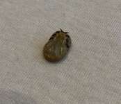 Vollgesaugte tote Zecke-Beitrag-Bild