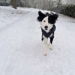 Gardasee im September mit Hund – Tipps & Unterkünfte gesucht-Beitrag-Bild