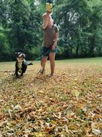 Hundeauslaufgebiet-Stadtwald-Bild