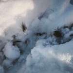 Haarbüschel am Wegesrand/Feldweg-Beitrag-Bild