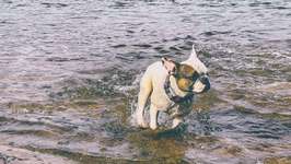 Hundeauslaufgebiet-Silbersee-Bild