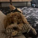 Ersteller:in Güli Profilbild