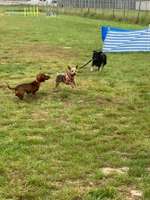 Hundeauslaufgebiet-Hundefreilauf Neuss-Bild