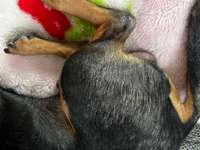 Demodex-Erkrankung – hat jemand Erfahrung oder Tipps?-Beitrag-Bild