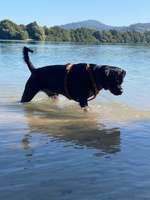 Hundeauslaufgebiet-Hundestrand Waidsee Weinheim-Bild