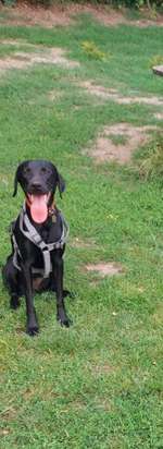 Hundeauslaufgebiet-Hundewiese Oer-erkenschwick-Bild