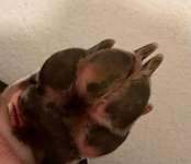 Pfote geschnitten. Kann man das nicht nähen/tackern ?-Beitrag-Bild