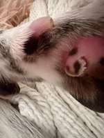 Pfote geschnitten. Kann man das nicht nähen/tackern ?-Beitrag-Bild