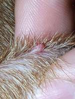 Ist das ein Knubbel?-Beitrag-Bild