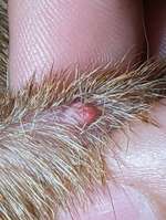 Ist das ein Knubbel?-Beitrag-Bild