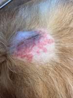 Dermatitis ohne Diagnose-Beitrag-Bild