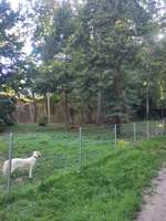 Hundeauslaufgebiet-Städtische Hundefreilauffläche Landau-Bild