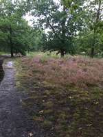 Hundeauslaufgebiet-Heide-Bild