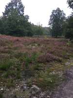 Hundeauslaufgebiet-Heide-Bild