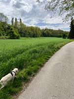 Hundeauslaufgebiet-Feldkirchle-Bild