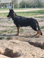 Hundeauslaufgebiet-Höltigbaum/Sackgasse Eichberg-Bild