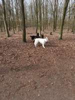 Hundeauslaufgebiet-Höltigbaum/Sackgasse Eichberg-Bild