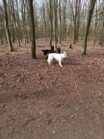 Hundeauslaufgebiet-Höltigbaum/Sackgasse Eichberg-Bild