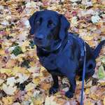 Ersteller:in Cynthi Profilbild