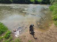 Hundeauslaufgebiet-Hundebade Strand-Bild